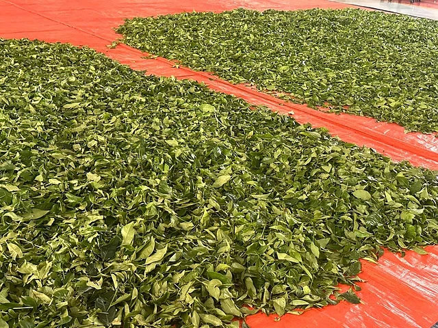 ভালো মানের চা যেন মানুষের হাতে পৌঁছায়, সেটাই মূল লক্ষ্য