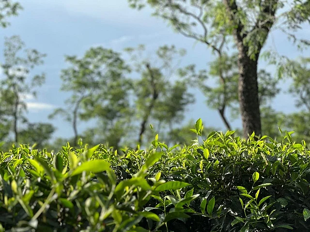 ‘চা তো শুধু একটি পানীয় নয়, এর সঙ্গে জড়িয়ে থাকে মাটি, মানুষ আর স্মৃতি।’