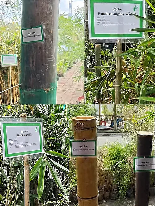 ৪২ প্রজাতির বাঁশ জন্মায় আমাদের দেশে