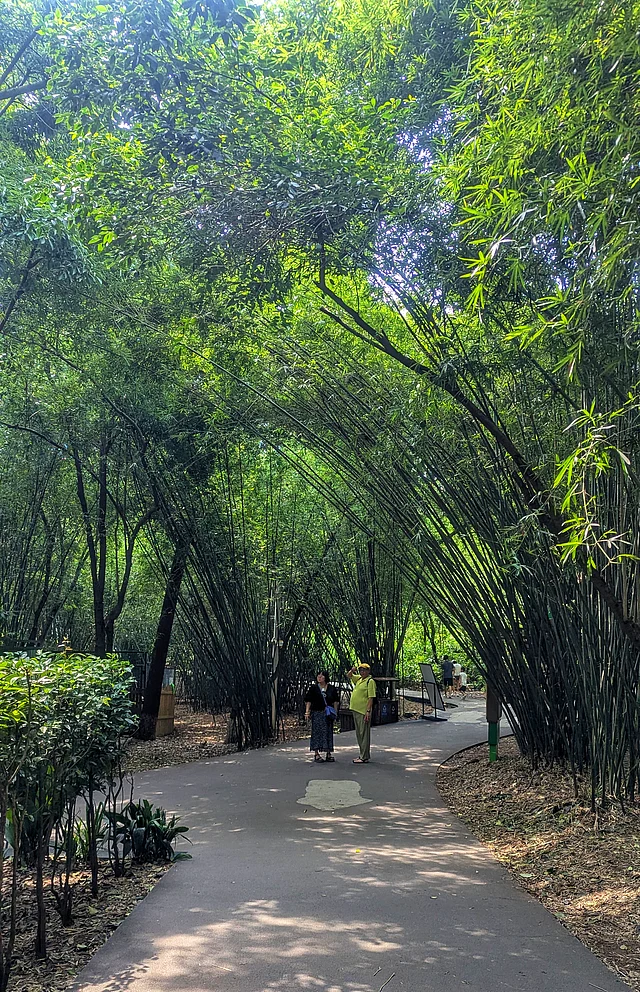 বাঁশঝাড়