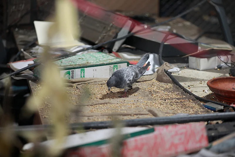 Pigeons wander across the floor of the leading OTT platform Chorki.