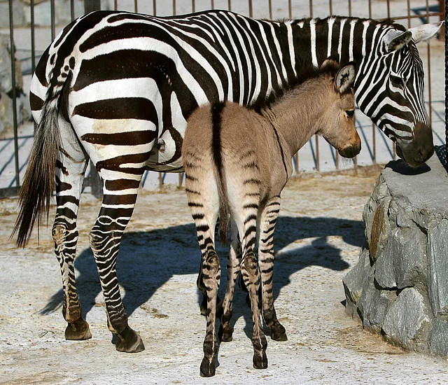 A hybrid (front) of zebra and a donkey plays with his mother at the Taigan zoo park outside Simferopol on August 5, 2014. A Crimean zoo has welcomed into its collection a 'zebroid' or 'zonkey' after a zebra gave birth following befriending a donkey. Photo: AFP