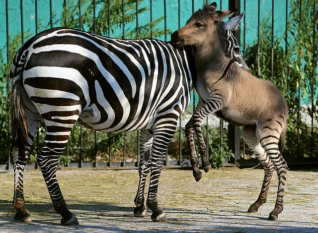A hybrid (R) of zebra and a donkey plays with his mother at the Taigan zoo park outside Simferopol on August 5, 2014. Photo: AFP