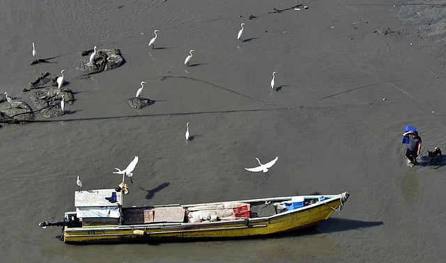 A fisherman walk next to a boat surrounded by herons in Panama City on September 5, 2014. Photo: AFP
