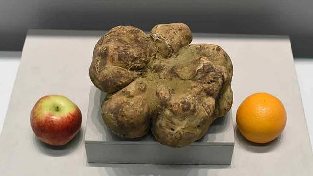World's largest truffle sells for $61,250 at auction. AFP