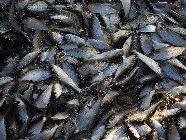 a school of Menhaden fish thrash in a net before being loaded into the refrigeration compartments of the ‘Reedville’ off the coast of Smith Island, Virginia. AFP file photo