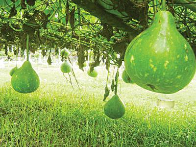 Abu Lau: High yielding variety of bottle gourd
