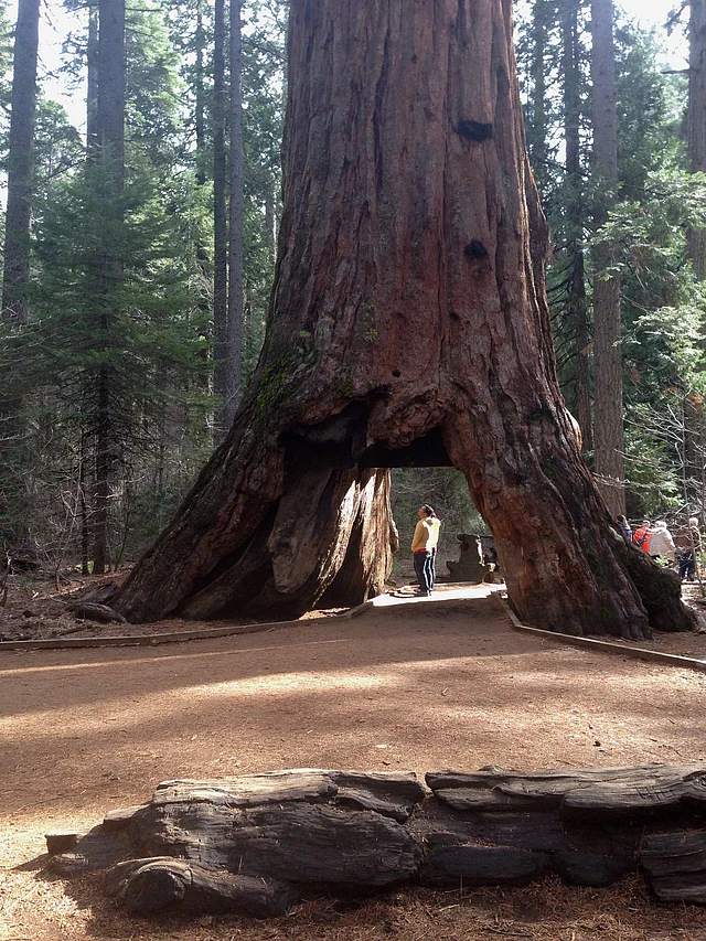 This undated photo provided courtesy of the California State Parks shows the famous Pioneer Cabin Tree in Calaveras Big Trees State Park in Arnold, California. AFP