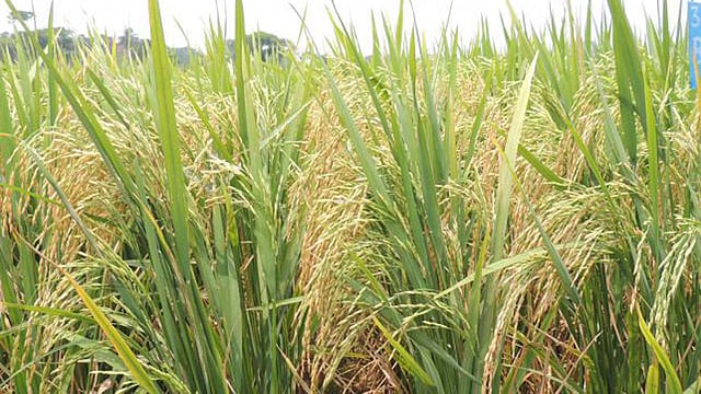 Bangladesh’s rice output from the summer crop is likely to hit 19.7 million tonnes, exceeding the target of 19 million tonnes, as farmers raised acreage to cash in on higher prices.