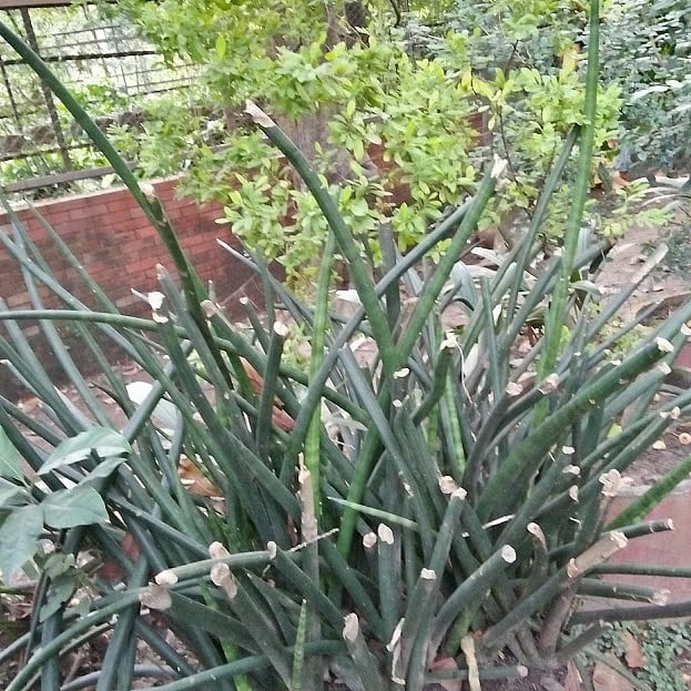 A damaged plant in the Baldah Garden.