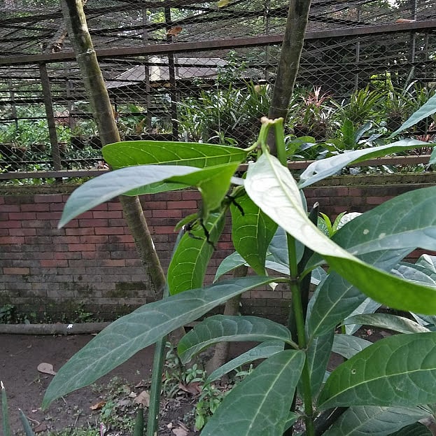 This damaged plant in the Baldah garden is evidence of the crass devastation people bring upon this age old sanctuary.