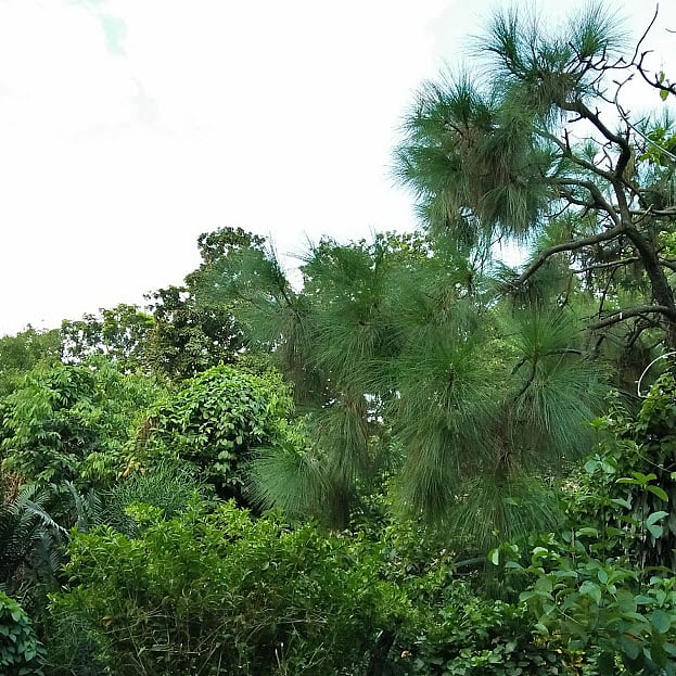 Photo: Nusrat Nowrin