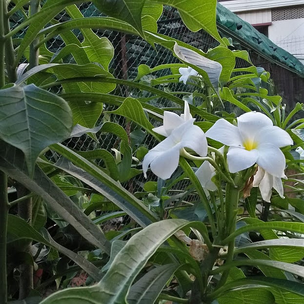 Photo: Nusrat Nowrin