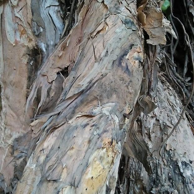 Photo: Nusrat Nowrin