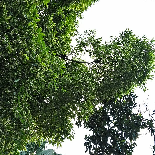 Photo: Nusrat Nowrin