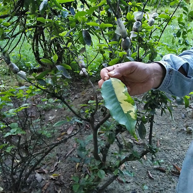 Photo: Nusrat Nowrin