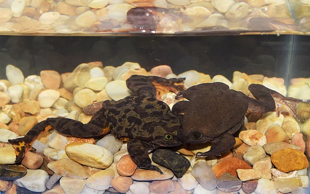 Sehuencas water frogs Romeo and Juliet are seen at the Natural History Museum “Alcide d’Orbigny” in Cochabamba. Photo: Reuters