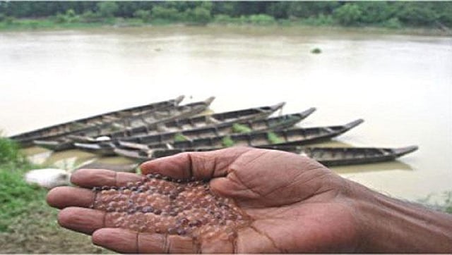 Mother fish release eggs in Halda river. Photo: UNB