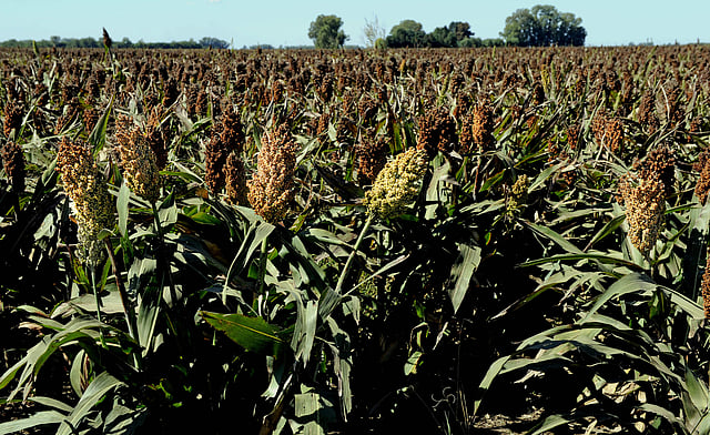 In this file photo taken on 3 April 2008 a sorghum is ready to be harvested in the locality of Perez Millan, 200 km from Buenos Aires. Due to global warming, Sorghum culture is implemented in Europe too, AFP reports on 3 June. Photo: AFP