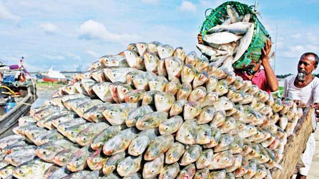 Hilsa fish. Prothom Alo File Photo