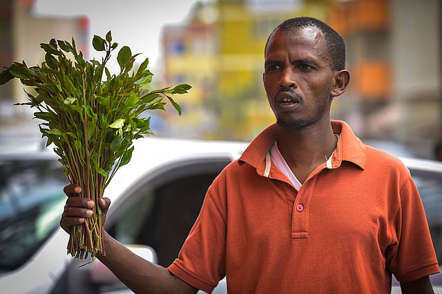 A vendor holds up a handful of khat twigs as he calls for buyers at a road side in an area known as `Little Mogadishu` in Addis Ababa on 23 July 2019. Photo: AFP