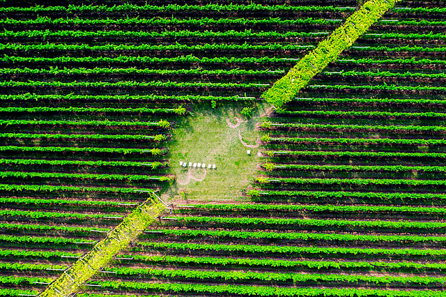 This aerial view shows the Fladie vineyard, located near the city of Lund in Skaane County, southern Sweden, on 28 August 2019. Photo: AFP