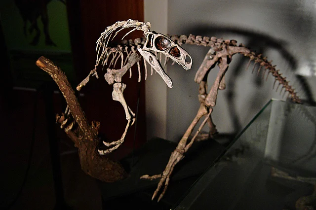A fossilised skeleton of a 233 million year old Bagualosaurus Agudoensis dinosaur is seen at CAPPA, a Brazilian research support centre for paleontology in Sao Joao do Polesine, Brazil, on 2 December 2019. Photo: AFP