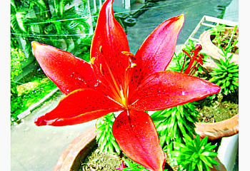 লাল এশিয়াটিক লিলি ষ ছবি: প্রথম আলো