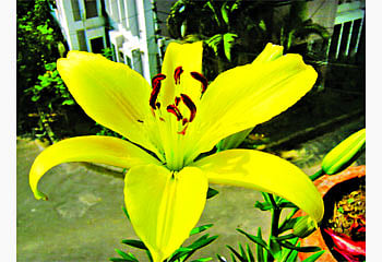 হলুদ এশিয়াটিক লিলি ষ ছবি: প্রথম আলো