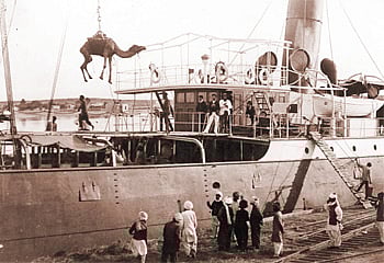 দক্ষিণ এশিয়া থেকে এভাবেই উট নিয়ে যাওয়া হতো অস্ট্রেলিয়ায়