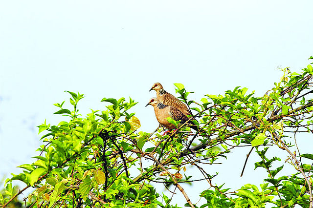 পঞ্চগড়ের তেঁতুলিয়ার এক ঝোপে বসে আছে একজোড়া তিলা ঘুঘু ষ ছবি : লেখক