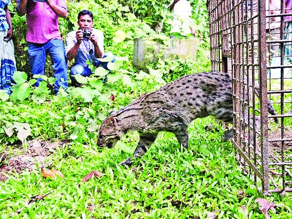 বন্যপ্রাণী উদ্ধার ও অবমুক্তিতে আবেগ নয়, চাই বৈজ্ঞানিক কাঠামো