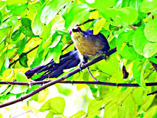 পটিয়ার সেই বন কোকিল ষ ছবি: মীর মনিরুল হক