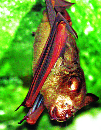 চামচিকা