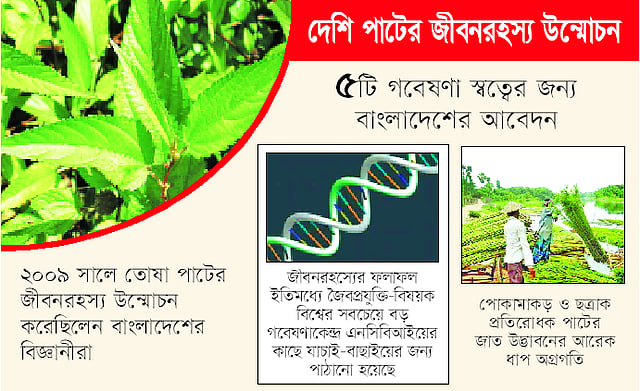 দেশি পাটের জীবন রহস্য উন্মোচন