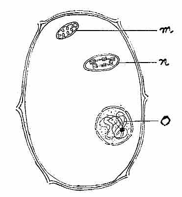 মাসুক: হেলাল