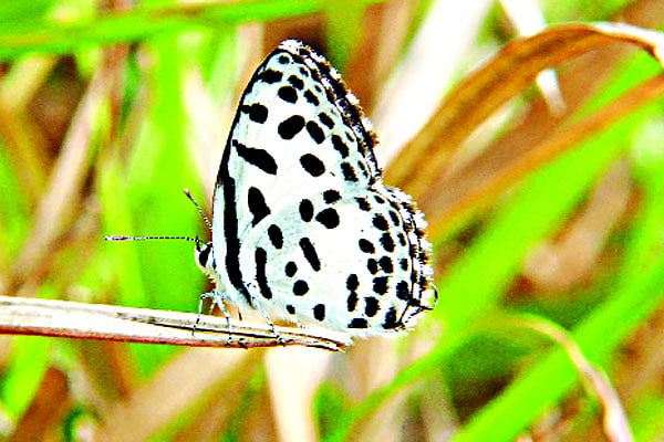 বঙ্গবন্ধু শেখ মুজিবুর রহমান কৃষি বিশ্ববিদ্যালয় ক্যাম্পাসে তিলাইয়া  ছবি: লেখক