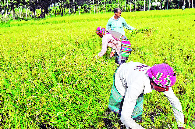 সীতাকুণ্ডের নডালিয়া গ্রামে ধান কাটছেন কৃষকেরা  প্রথম আলো