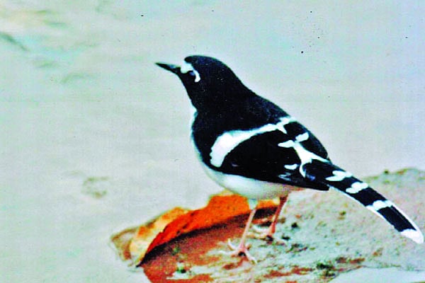 অল্প বয়সী কালো-পিঠ চেরালেজি