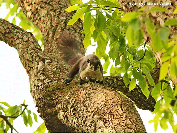 কালেঙ্গা বন্য প্রাণী অভয়ারণ্যে গাছের ডালে রাম কোটা ষ ছবি: লেখক