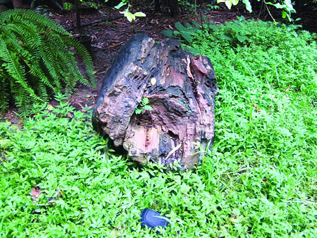 হাজার বছরের পরিক্রমায় একটি গাছ ধীরে ধীরে পাথরের মতো শক্ত হয়ে যায়