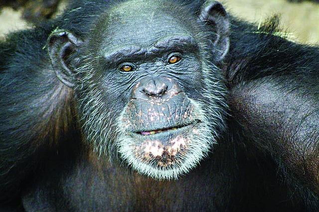 প্রথম পুরস্কারজয়ী ব্রেন্ট। তুলি নয়, সে ছবি আঁকে জিব দিয়ে!