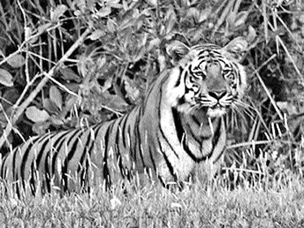 সুন্দরবনের জীববৈচিত্র্য