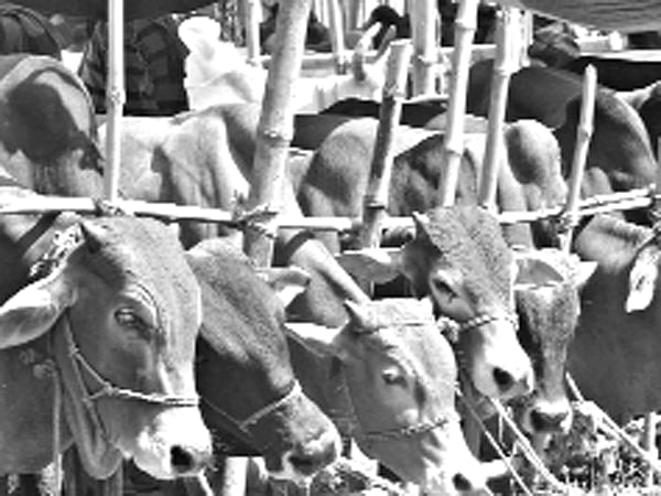 গরু