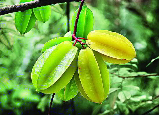 কামরাঙা