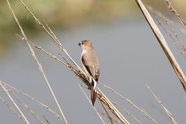 বসে আছে দেশি চাঁদিঠোঁট, কেরানীগঞ্জের ইকুরিয়া এলাকা থেকে তোলা ছবি ষ লেখক