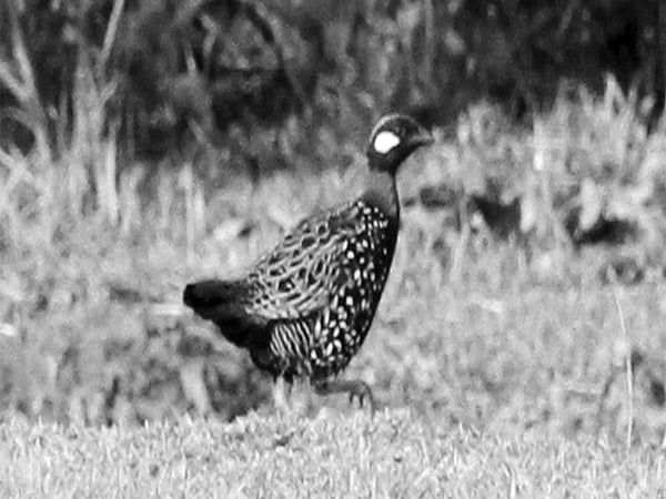 ঝোপের কাছে পুরুষ শেখ ফরিদ পাখি