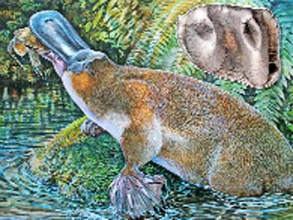 বিলুপ্ত প্লাটিপাস