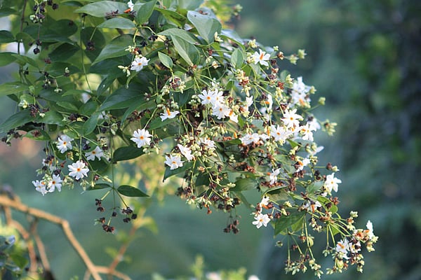 শীতের সকালে শিশিরমাখা শিউলি ফুল দেখলেই মন ভালো হয়ে যায়। ছবিটি চট্টগ্রামের পটিয়ার পাইকপাড়া গ্রামের মহাজন বাড়ি থেকে তুলেছেন সৌরভ দাশ