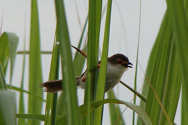আখের পাতায় বসে আছে হলদে চোখ ছাতারে। পঞ্চগড়ের তেঁতুলিয়ার কাজীপাড়া গ্রাম থেকে সম্প্রতি ছবিটি তুলেছেন লেখক